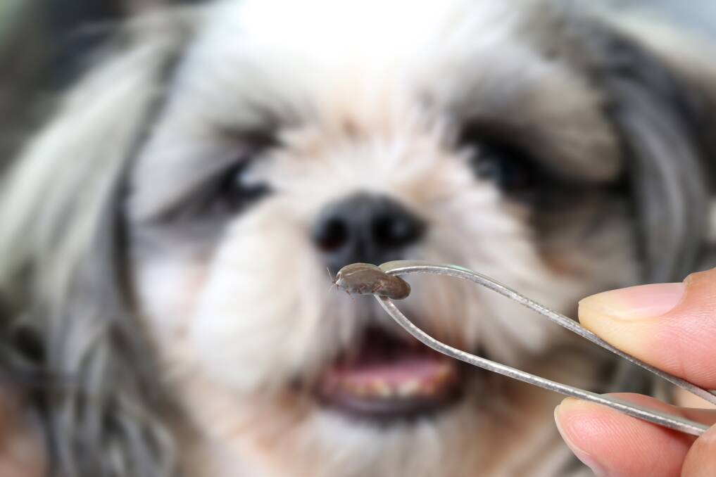 Searching your pet every day for ticks is the optimal way of preventing tick paralysis.