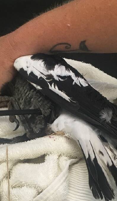 HORRIFIC: A magpie was found with an arrow lodged in its body and taken to a vet for treatment, but had to be euthanised. Photo: SUPPLIED