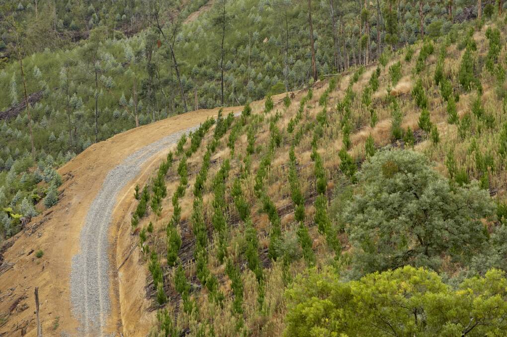 A growing timber plantation. Picture by Forest and Wood Products Australia