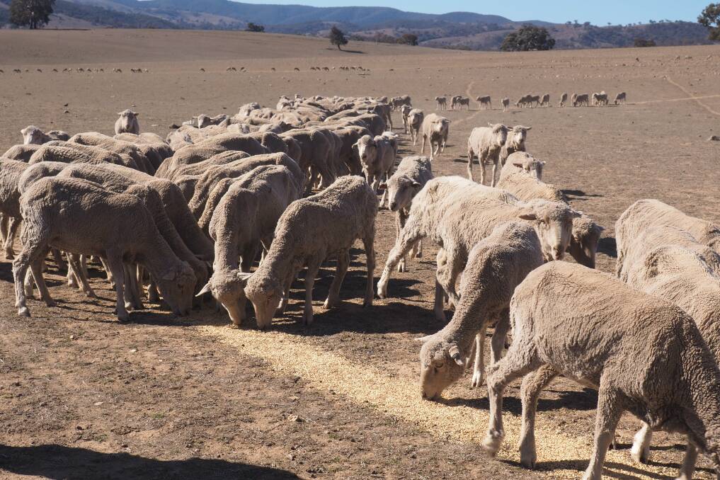 TOUGH: Sheep being fed on a farm in the Bathurst Region.