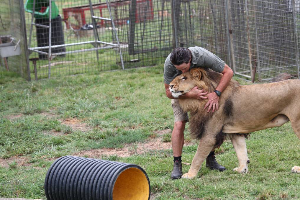 AFFECTIONATE: Trainer Matt Ezekial hugging one of the six performing lions touring with Stardust Circus inside its enclosure. Photo: PHIL BLATCH 
