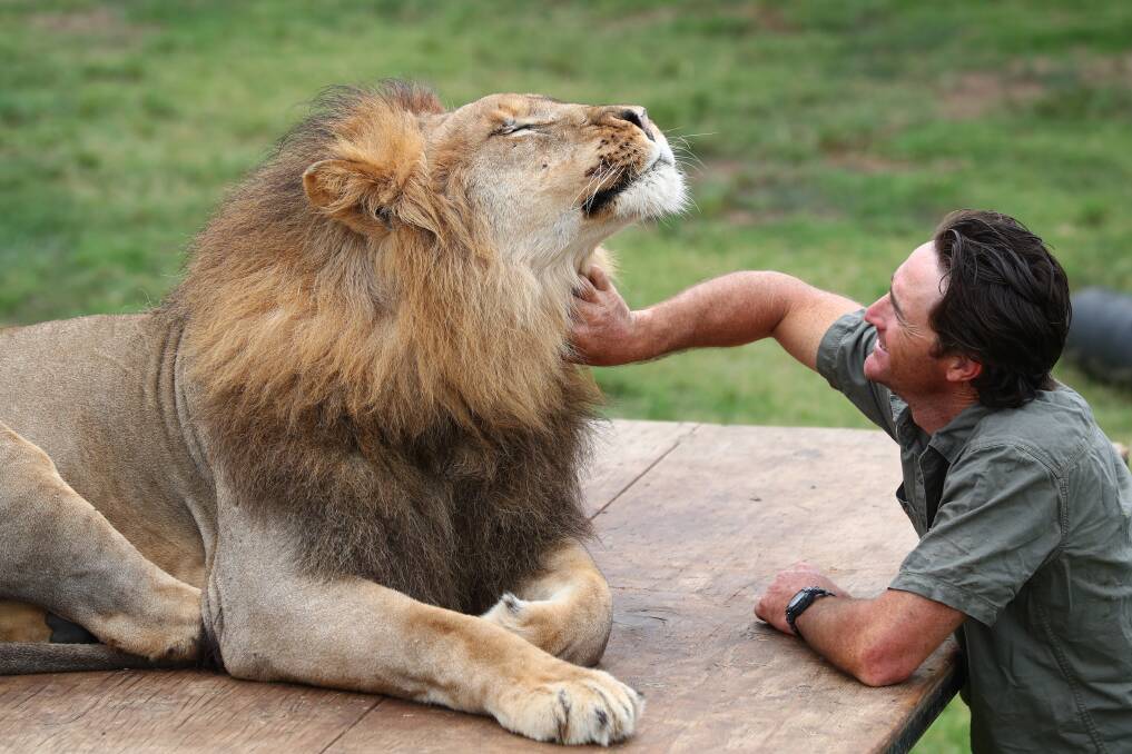 PART OF THE FAMILY: Trainer Matt Ezekial gives Massai a scratch on the chin. He will be one of the lions people will get to see at Stardust Circus in Bathurst. Photo: PHIL BLATCH 013118pblion1a
