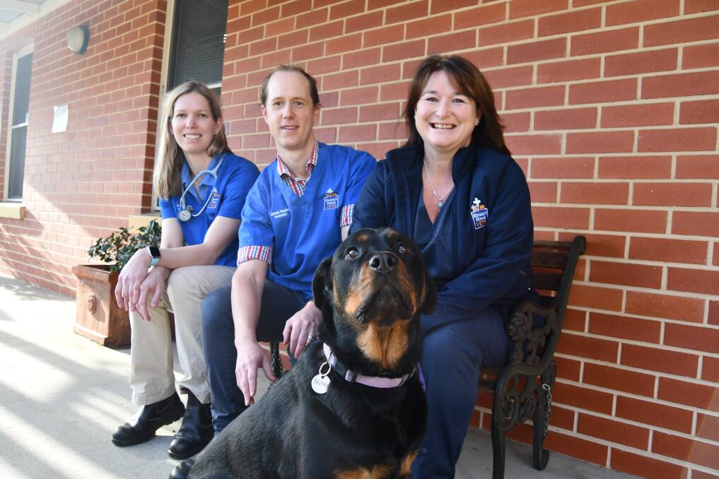 Stewart Street Veterinary Hospital's Dr Amy Sparks, Dr James Hunter and nurse Deb Dury with six-year-old rottweiler Nutsy on the morning of her surgery.