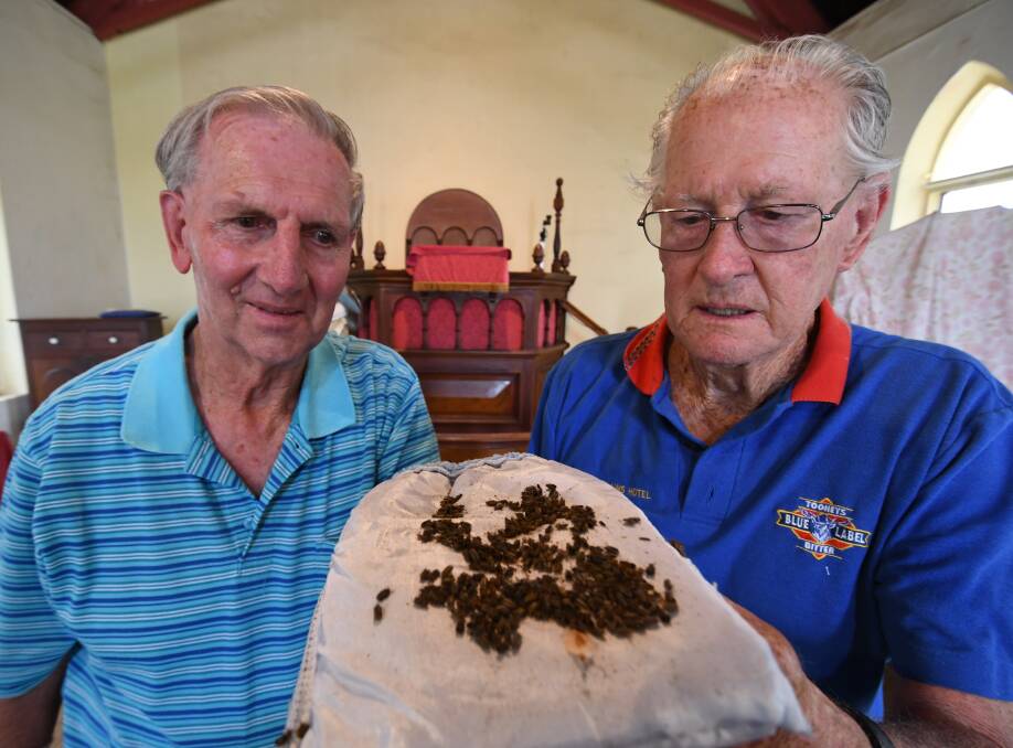 INFESTATION: Perthville Uniting Church property committee convener Brian Cowan and Mark Ryan with a sample of dead elm leaf beetles that have collected in the church. Photo: CHRIS SEABROOK 012418cbugs1a