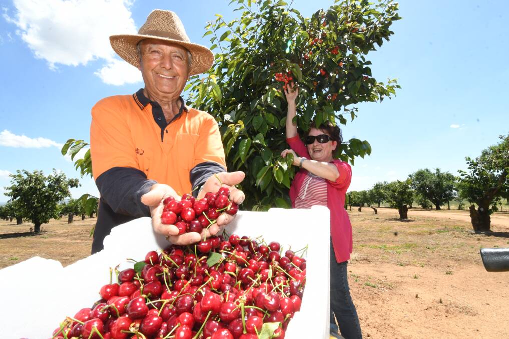 RIPE FOR THE PICKING: George and Marietta Khoury at Hillview Cherry Farm with their Romeo cherries. Photo: CHRIS SEABROOK 112020cherries