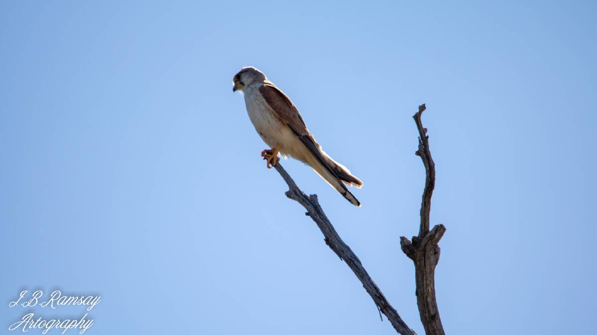 SPOTTED: A Nankeen Kestrel was observed during the project. Photo: JAMIE DREAMSALOT RAMSAY 