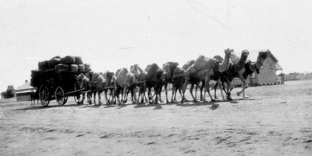 Afghan camels taking a load of wool to a Darling River barge in 1904. Picture supplied