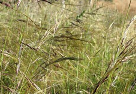 Chilean needle grass. Photo: UPPER MACQUARIE COUNTY COUNCIL