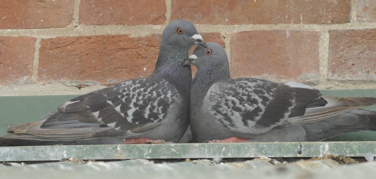 PIGEON PAIR: Two councillors feel that pigeon numbers are still too high in Bathurst and called for a trial of a new tactic to protect the buildings being damaged. Photo: CHRIS SEABROOK 020817cpidgns5
