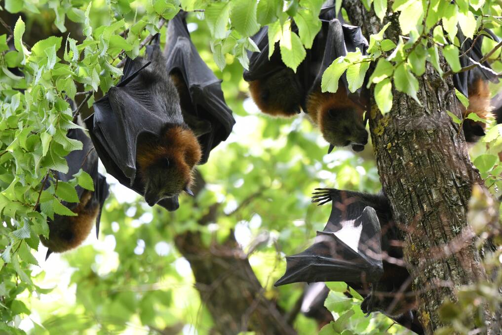 BACK IN TOWN: Flying foxes, also known as bats, in a tree in Machattie Park, a spot where they caused a bit of trouble two summers ago. Photo: CHRIS SEABROOK 010820cbats6