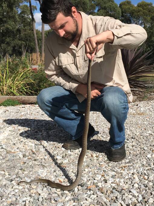 IN THE AREA: Orange Snake Service's Jake Hansen caught this eastern brown snake in Bathurst and has tips to help residents in case they come across one. Photo: SUPPLIED