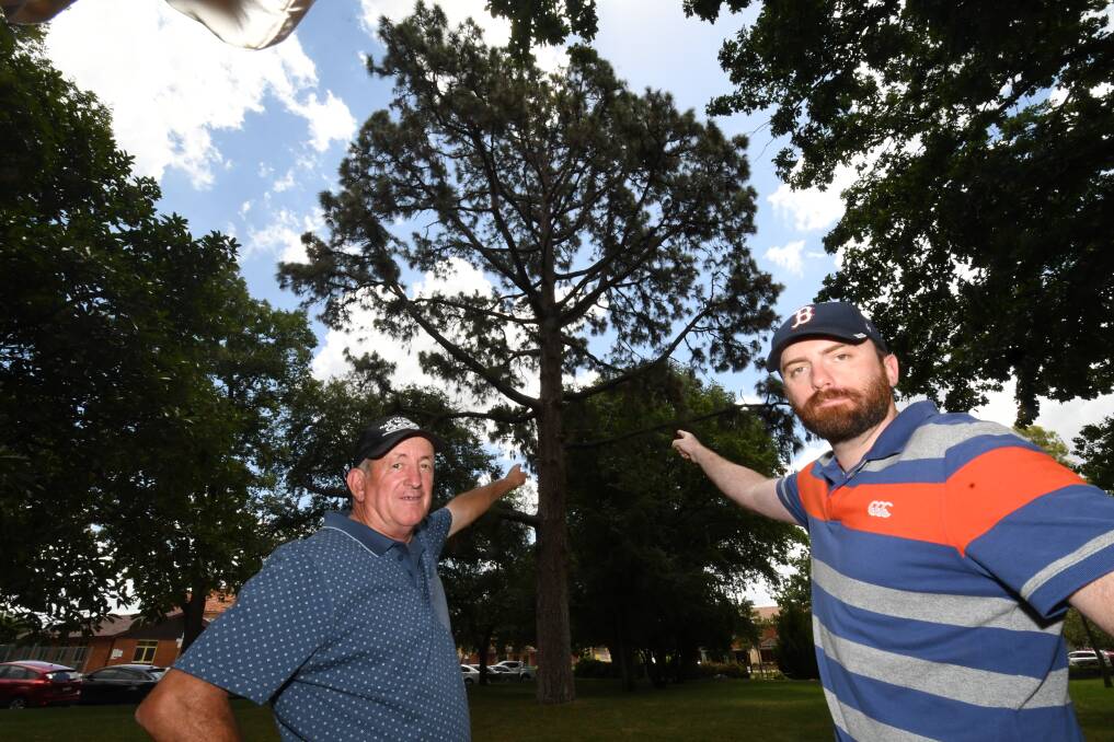 PLEASED, BUT CONCERNED: Deputy mayor Bobby Bourke and councillor Alex Christian inspecting one of the trees damaged by flying foxes in last summer. Photo: CHRIS SEABROOK 010919cbats1