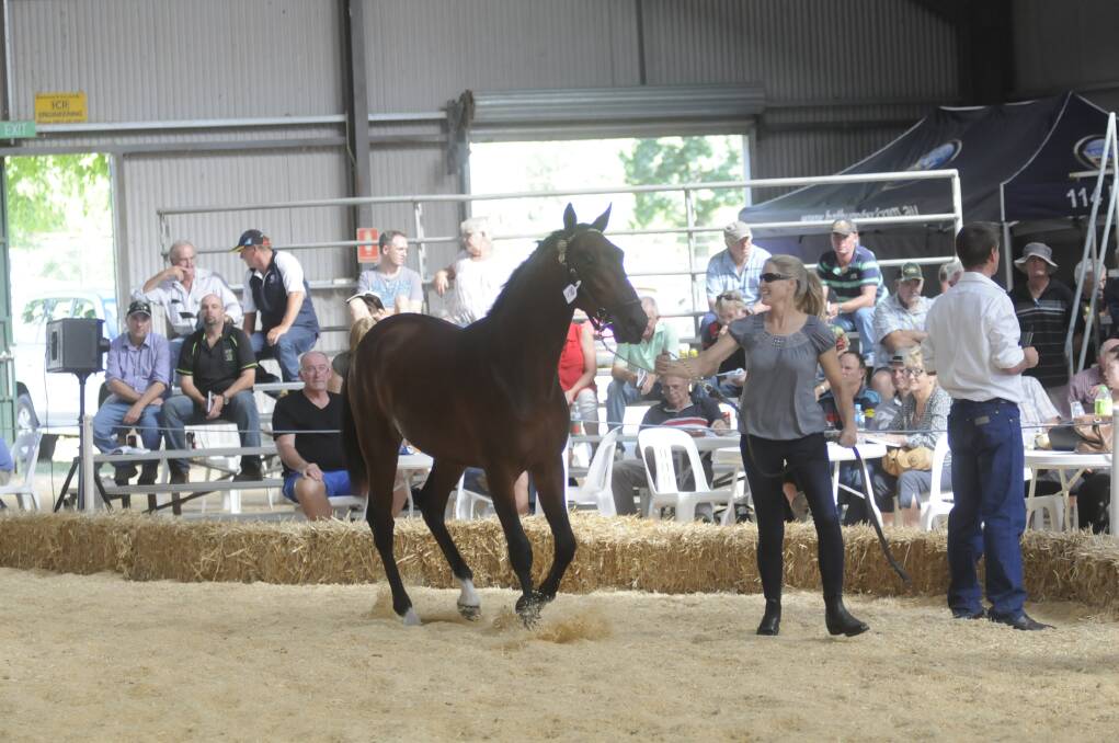 SNAPSHOT: Mel Settree led this bay colt around the ring last Sunday at the annual  Bathurst Gold Crown Yearling sale. Photo: CHRIS SEABROOK 