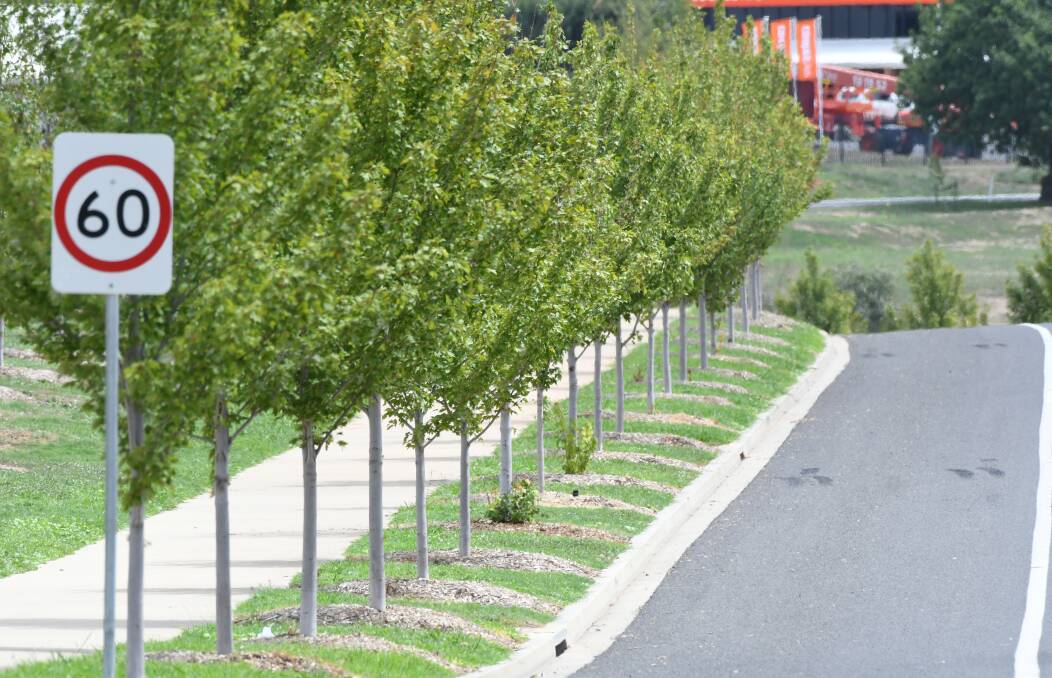 IMPORTANT ASSET: Street trees around the city will continue to be watered by Bathurst Regional Council. Photo: CHRIS SEABROOK 