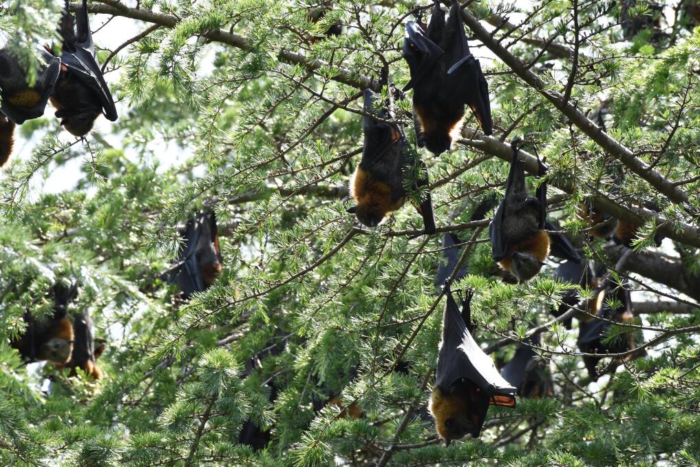 PROBLEMATIC: Flying foxes, also referred to as bats, in Machattie Park in December 2017. Photo: CHRIS SEABROOK 121117cbats1