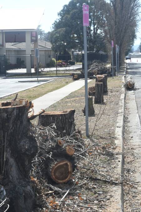 CHOPPED DOWN: The removal of 19 poplar trees along Gormans Hill Road commenced on Monday. Photo: CHRIS SEABROOK 071618ctrees3