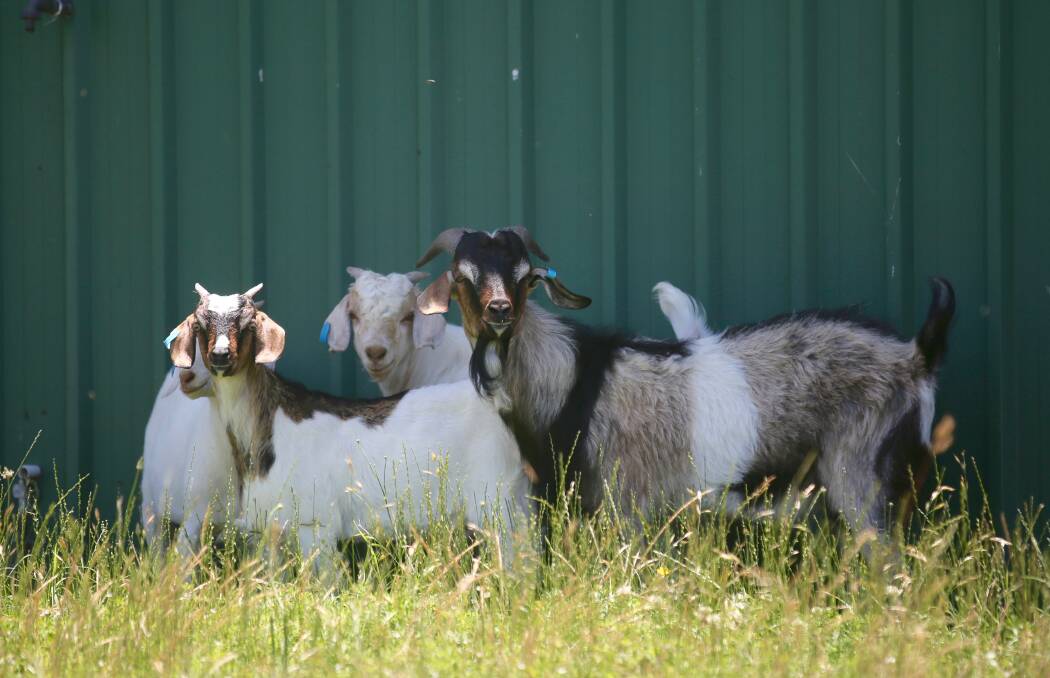NEW ADDITIONS: Four goats, who have been named Sprout, Huckleberry, Finn and Ozzy, are new residents at the pound. Photo: PHIL BLATCH