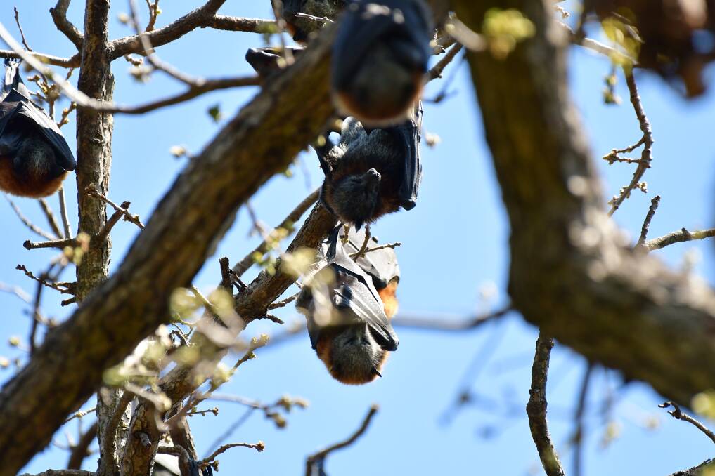 Flying foxes roosting in a tree in Machattie Park. Picture by Rachel Chamberlain