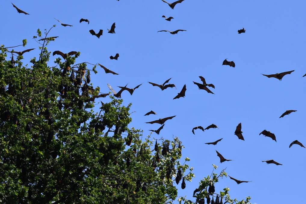 Flying foxes in the trees and flying through the sky over Machattie Park. Picture by Rachel Chamberlain