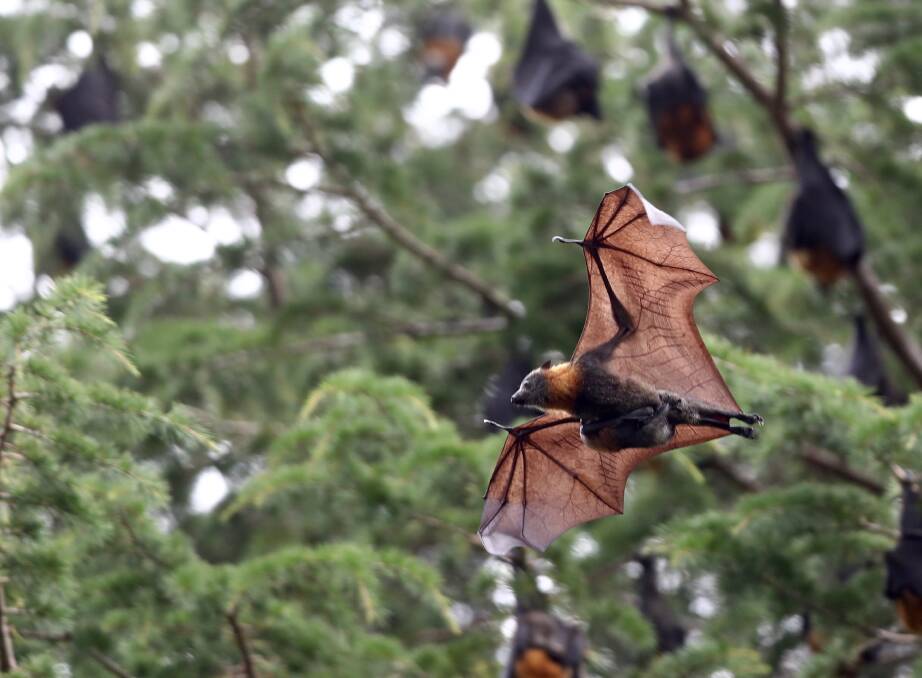 Animal Justice Party supports level one actions on bat problem