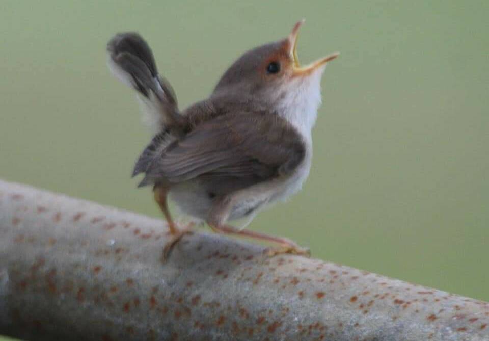 A BIRD'S MESSAGE: Sing as if nobody is listening. 