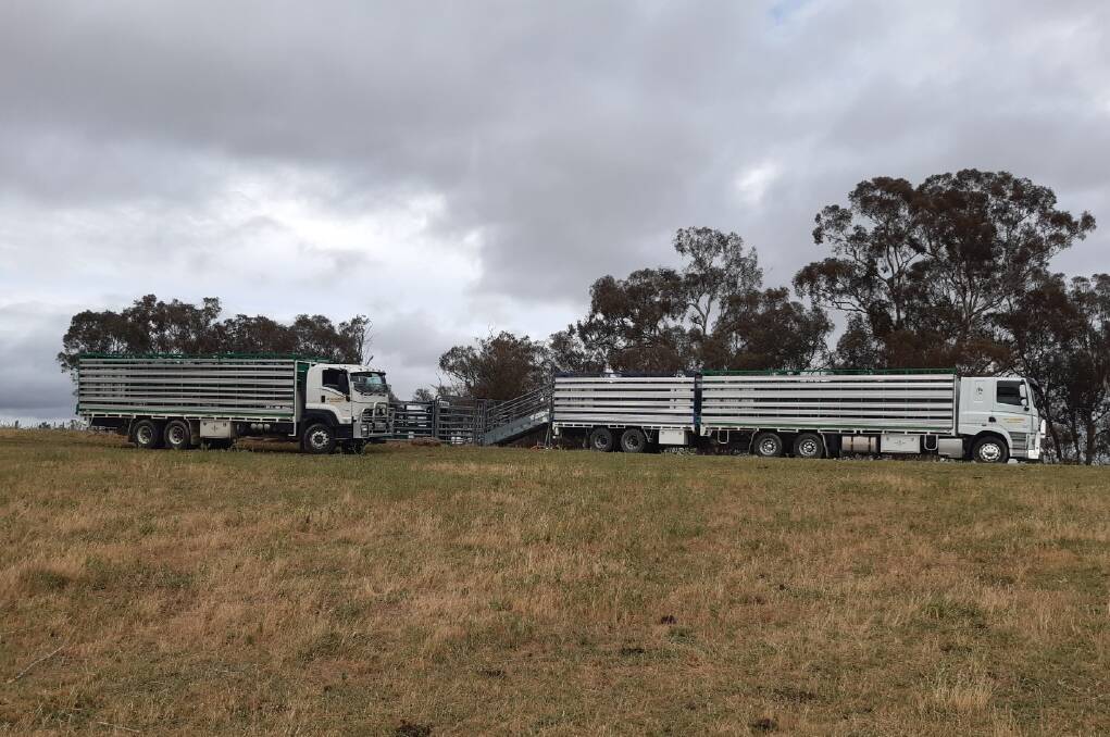 Alan Markwick and Kevin Keogh were busy loading cows and calves for the November 24 special sale. Picture supplied