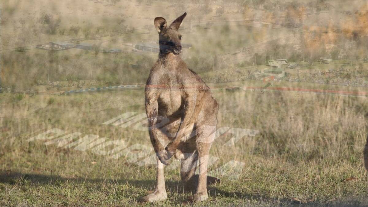Keeping eyes peeled for kangaroos at next Mount Panorama race