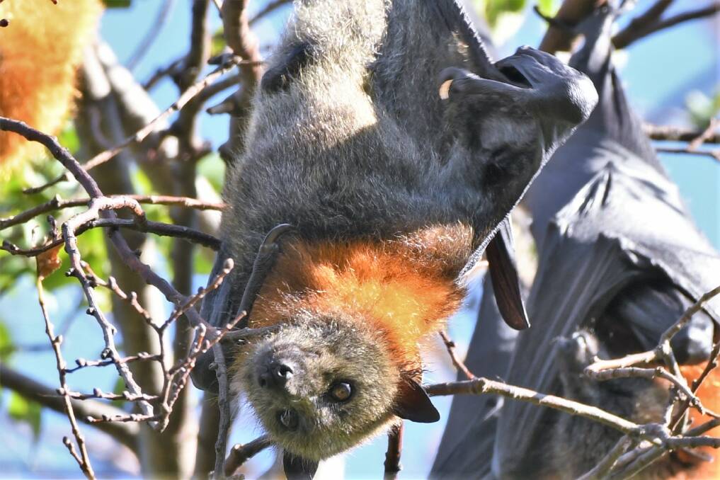 HANGING AROUND: Flying foxes have returned to Machattie Park in large numbers. Photo: CHRIS SEABROOK 033021cbats3