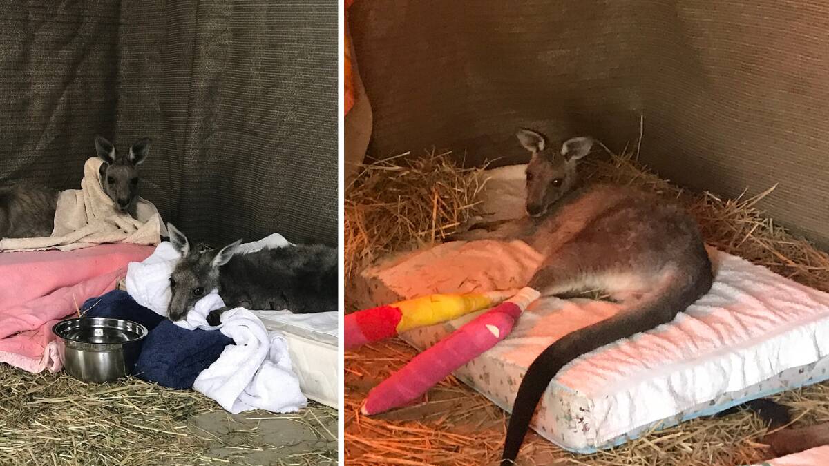 SAFE: A mother kangaroo and her follower joey recovering from sedation and bandage changes (left) and a juvenile kangaroo recovering in care (right). Photos: SUPPLIED