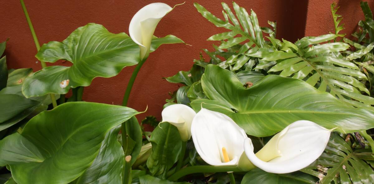 SNAPSHOT: These calla lilies were found in the Fernery in Machattie Park recently, a reminder of the beauty of spring. Photo: RACHEL FERRETT