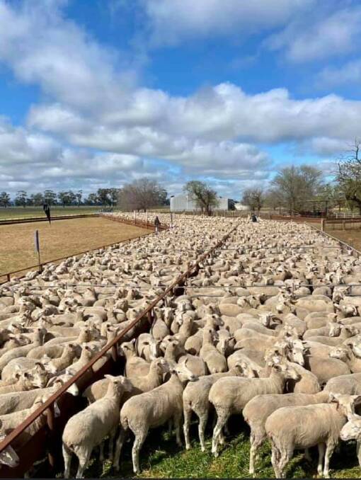 STOCK: A few sheep that are for sale at Naracoorte in South Australia. 