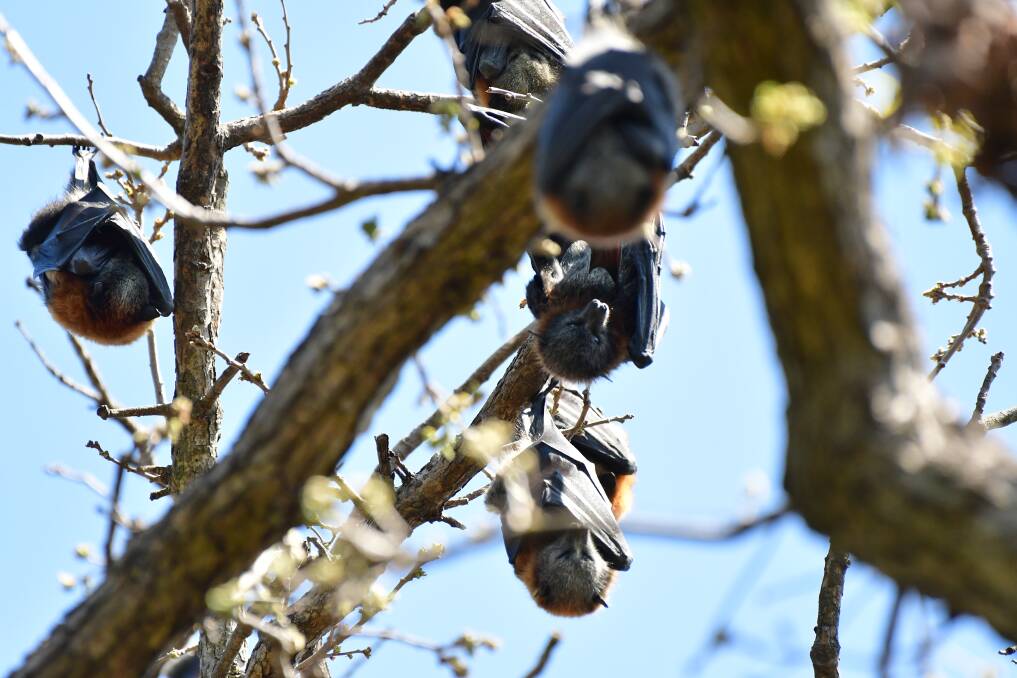 Several flying foxes hanging from a tree in Machattie Park. Picture by Rachel Chamberlain 