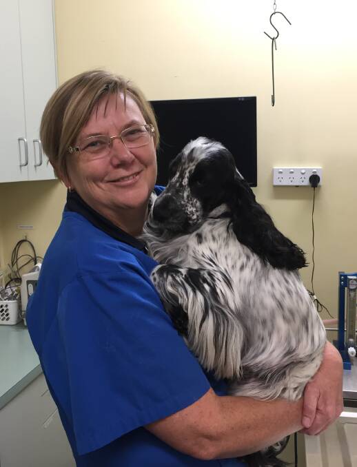 GOOD ADVICE: Stewart Street Veterinary Hospital's Dr Ann-Maree Shearer (pictured) has encouraged dog owners to organise preventative tick treatment before travelling. Photo: BRADLEY JURD