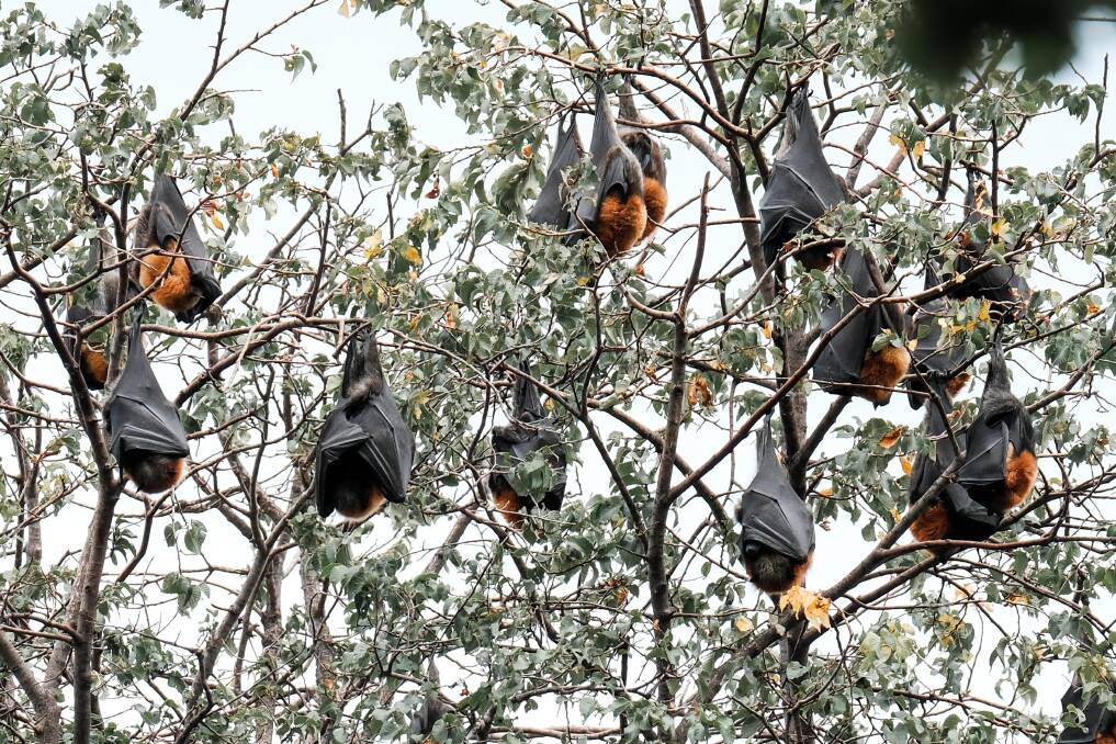 Flying foxes hanging from the branches of one of the trees on the Keppel Street side of Machattie Park in March, 2024. Picture by James Arrow