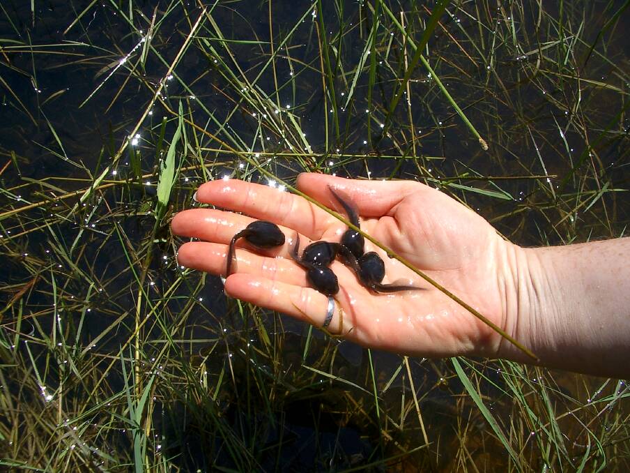 SOLASTALGIA: Tadpole season doesn't bring as much joy for Andrew McAlister as it once did, leading to feelings of solastalgia. Photo: Gord Webster/Flickr