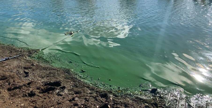 NOT GOOD: This is how Chifley Dam looked at the end of February, before a red level alert had been issued for blue green algae. 