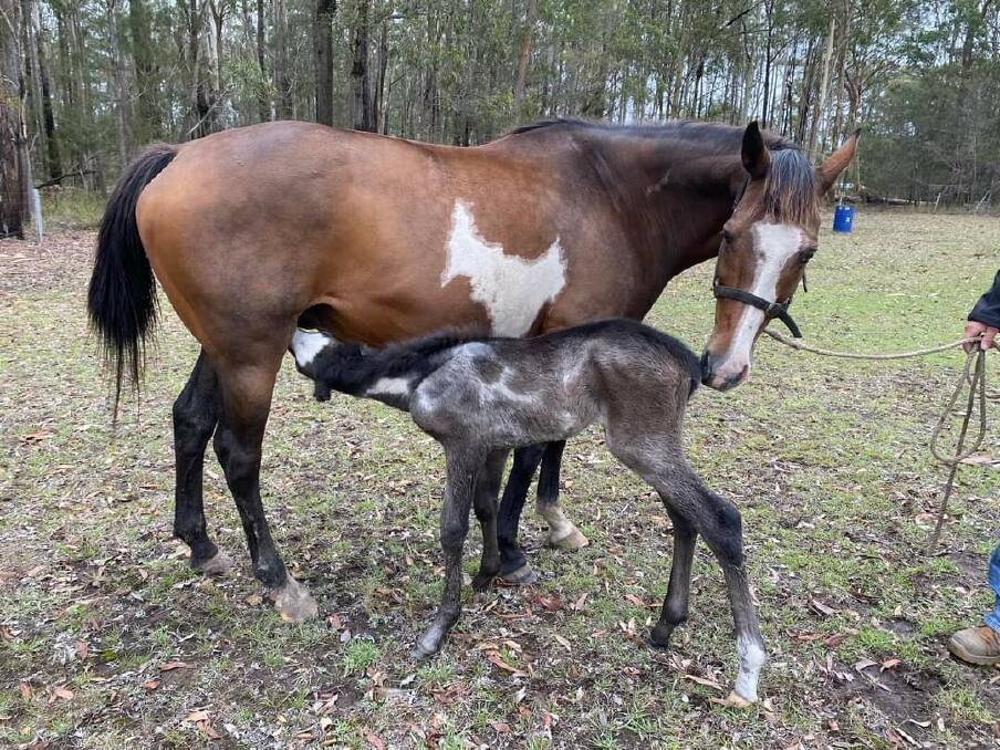 A mare who clearly loves her cutie foal, who is just two hours old in this photo. Picture supplied