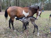 A mare who clearly loves her cutie foal, who is just two hours old in this photo. Picture supplied