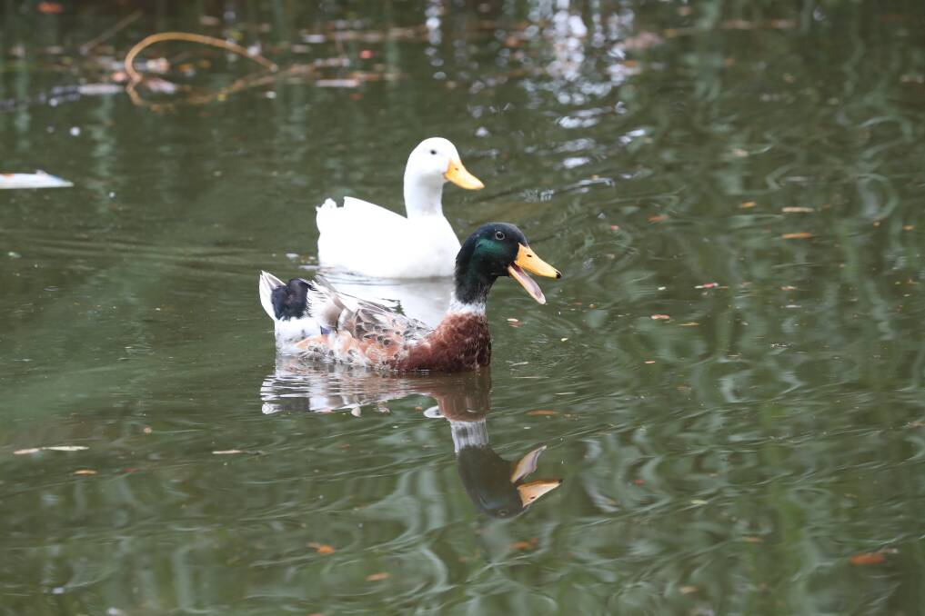 WET WEDNESDAY: The ducks in Machattie Park's pond had no complaints about the rainy weather conditions. Photo: PHIL BLATCH 112818pbwet1