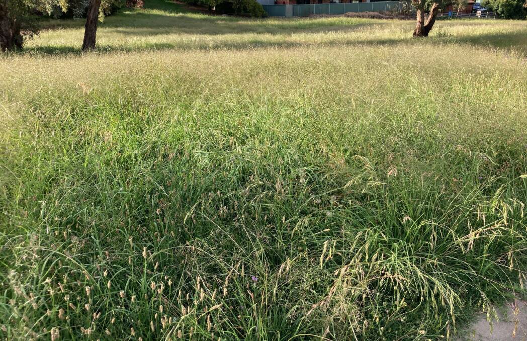 Overgrown grass continues to be a problem in Bathurst, with the council struggling to keep up. 