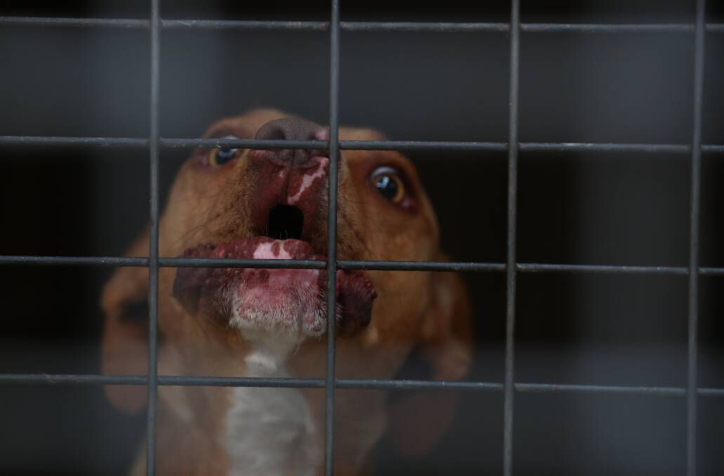 SNAPSHOT: This poor pup was singing the Jailhouse Blues at Bathurst Pound in December. Photo: PHIL BLATCH 122317pbsnap10