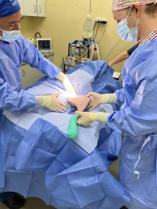 Dr Chris Tan and Dr James Hunter in surgery with Nutsy. 