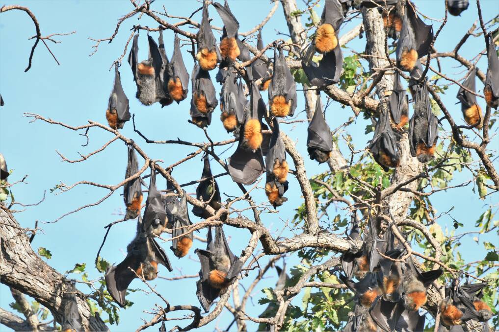 LARGE COLONY: Council estimates that there are 1700 flying foxes currently occupying Machattie Park. Photo: CHRIS SEABROOK 033021cbats2
