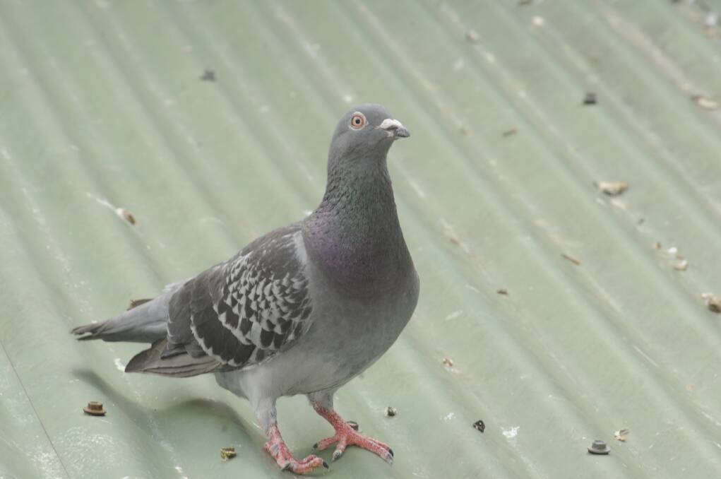 PEST: A pigeon on the roof of the Australian Fossil and Mineral Museum. 