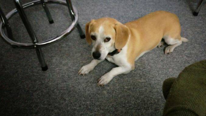 LOST DOG: Nina the beagle. 