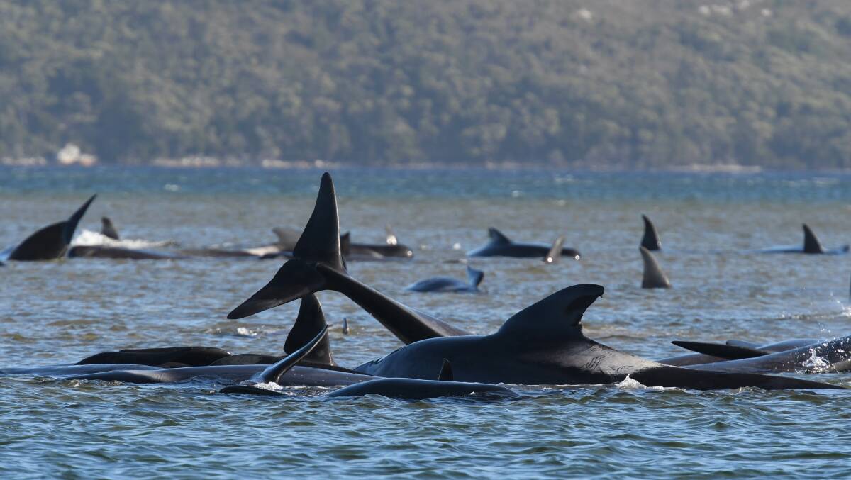 The Strahan whale stranding was the largest in Australian history with 470 pilot whales beached. PHOTO: Brodie Weeding