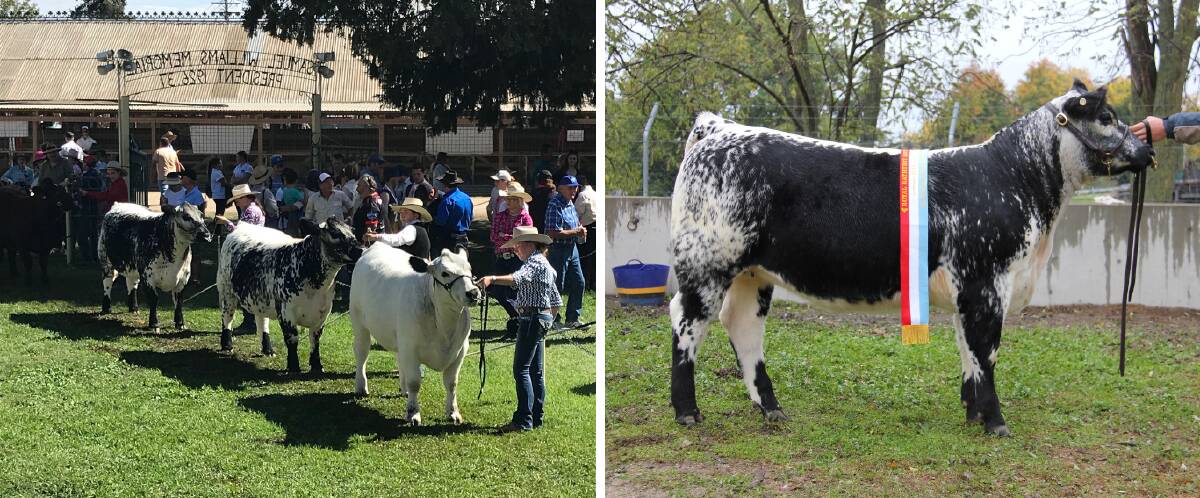 Champion Cattle: This years Royal Bathurst Show feature cattle breed will be the Speckle Park which originated from Canada. Photos: Wattle Grove Speckle Park Cattle.