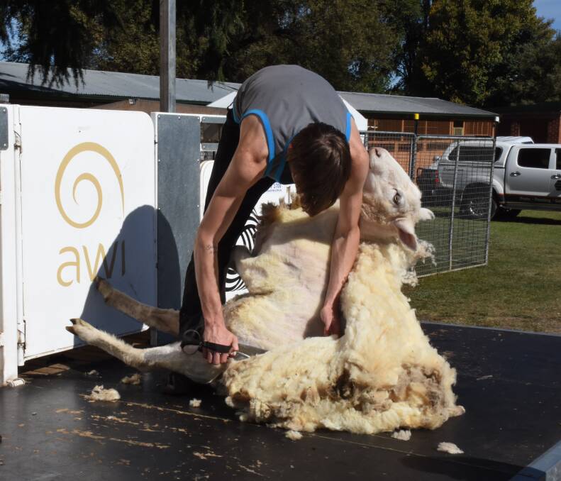Precision and patience: Wellington's Andrew Murray demonstrates the tried and trusted method of blade sheep shearing. Photo: Nadine Morton.