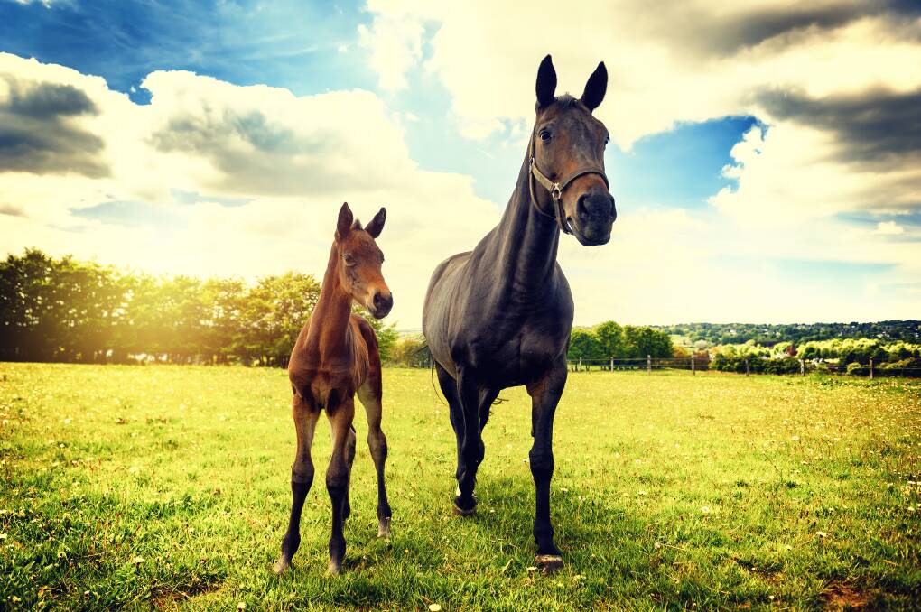August 1: This date is used to regulate the horse racing industry, and ensures horses are put in the correct age brackets for competitive racing. Photo: Shutterstock.