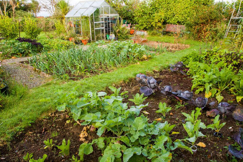 PERFECT TIME: Now is the ideal time to get into your veggie patch and start growing your own delicious food. Photo: Shutterstock